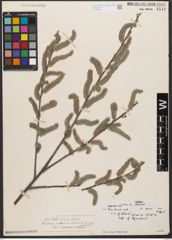 Foto von Salix wallichiana Andersson